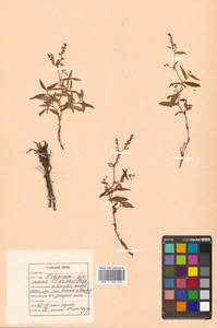 Koenigia ajanensis (Regel & Tiling) J.H.Xue, Chepinoga & K.P.Ma, Siberia, Russian Far East (S6) (Russia)