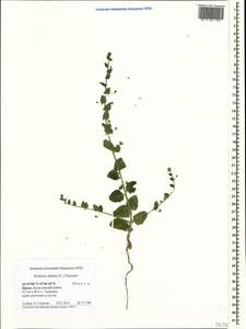 Kickxia elatine (L.) Dumort., Crimea (KRYM) (Russia)