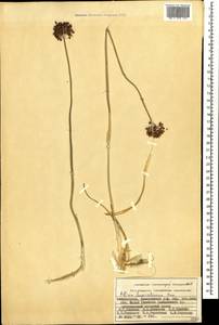 Allium fuscoviolaceum Fomin, Caucasus, Azerbaijan (K6) (Azerbaijan)