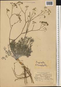 Pimpinella tragium Vill., Eastern Europe, North Ukrainian region (E11) (Ukraine)
