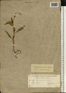 Persicaria lapathifolia (L.) Gray, Eastern Europe, Lower Volga region (E9) (Russia)