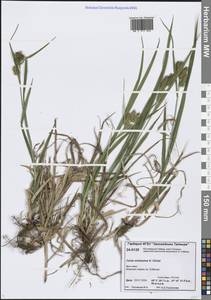 Carex mollissima Christ ex Scheutz, Siberia, Central Siberia (S3) (Russia)