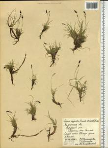 Carex oxyandra (Franch. & Sav.) Kudô, Siberia, Chukotka & Kamchatka (S7) (Russia)