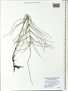 Equisetum palustre L., Eastern Europe, North-Western region (E2) (Russia)