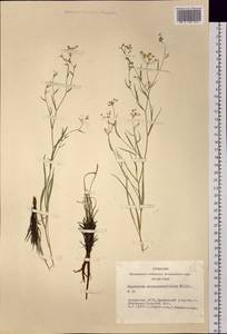 Bupleurum scorzonerifolium Willd., Siberia, Altai & Sayany Mountains (S2) (Russia)