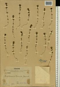 Euphrasia ×vernalis List, Eastern Europe, Central forest region (E5) (Russia)