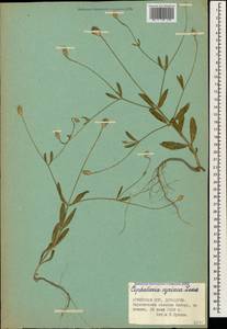 Cephalaria syriaca (L.) Schrad., Caucasus, Armenia (K5) (Armenia)