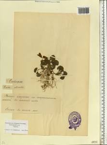 Viola odorata L., Eastern Europe, Estonia (E2c) (Estonia)
