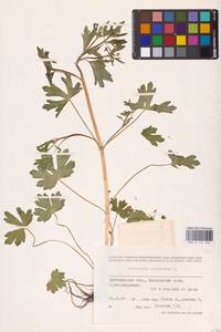 Ranunculus sceleratus L., Eastern Europe, Middle Volga region (E8) (Russia)