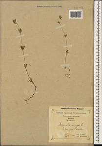Asperula arvensis L., Caucasus, Georgia (K4) (Georgia)