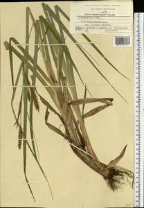 Carex utriculata Boott, Eastern Europe, Central region (E4) (Russia)