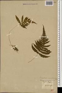 Phegopteris connectilis (Michx.) Watt, Caucasus, Georgia (K4) (Georgia)