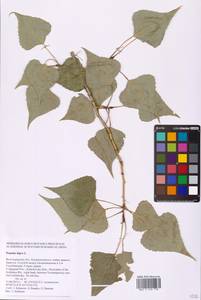 Populus nigra L., Eastern Europe, Lower Volga region (E9) (Russia)