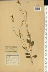 Raphanus raphanistrum L., Eastern Europe, Central forest-and-steppe region (E6) (Russia)
