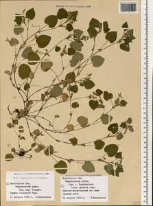 Viola rupestris F. W. Schmidt, Eastern Europe, Northern region (E1) (Russia)
