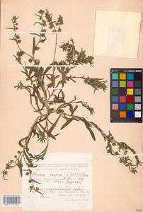 MHA 0 152 663, Nonea caspica (Willd.) G. Don, Middle Asia, Caspian Ustyurt & Northern Aralia (M8) (Kazakhstan)