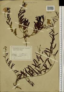 Convolvulus chinensis Ker Gawl., Siberia, Altai & Sayany Mountains (S2) (Russia)