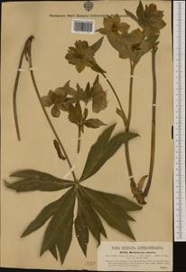 Helleborus odorus Waldst. & Kit. ex Willd., Western Europe (EUR) (Hungary)