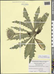 Cirsium rhizocephalum C. A. Mey., Caucasus, Stavropol Krai, Karachay-Cherkessia & Kabardino-Balkaria (K1b) (Russia)