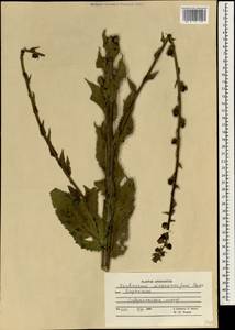 Verbascum macrocarpum Boiss., South Asia, South Asia (Asia outside ex-Soviet states and Mongolia) (ASIA) (Afghanistan)