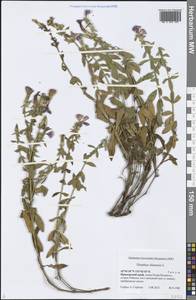Dianthus chinensis L., Siberia, Russian Far East (S6) (Russia)