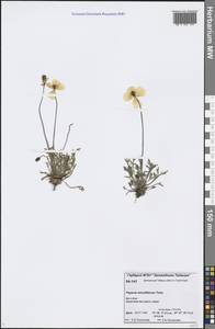 Oreomecon lapponica subsp. orientalis (Tolm.) Elvebakk & Bjerke, Siberia, Central Siberia (S3) (Russia)