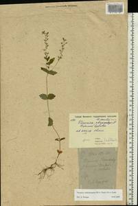 Veronica vindobonensis (M. Fisch.) M. Fisch., Eastern Europe, Moscow region (E4a) (Russia)