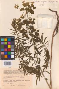 Euphorbia virgata Waldst. & Kit., Eastern Europe, Central region (E4) (Russia)