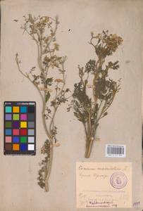 Conium maculatum L., Eastern Europe, Middle Volga region (E8) (Russia)