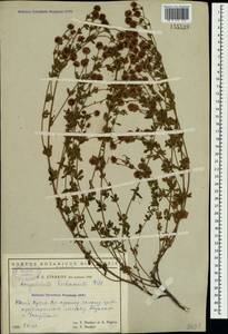 Dorycnium pentaphyllum subsp. herbaceum (Vill.)Rouy, Crimea (KRYM) (Russia)
