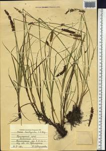 Carex leiorhyncha C.A.Mey., Siberia, Russian Far East (S6) (Russia)