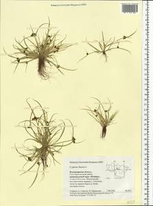 Cyperus fuscus L., Eastern Europe, Central region (E4) (Russia)