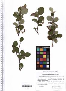 Cotoneaster melanocarpus G. Lodd., Eastern Europe, Middle Volga region (E8) (Russia)