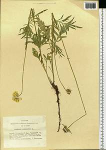 Scabiosa ochroleuca L., Siberia, Altai & Sayany Mountains (S2) (Russia)