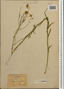 Sisymbrium polymorphum (Murray) Roth, Caucasus, Krasnodar Krai & Adygea (K1a) (Russia)