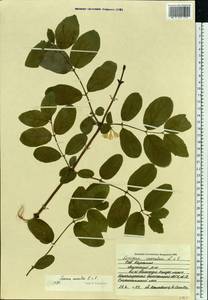 Lonicera caerulea L., Eastern Europe, Northern region (E1) (Russia)