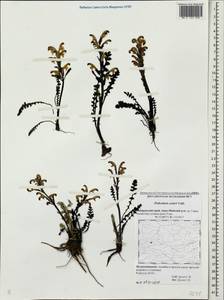 Pedicularis oederi, Siberia, Russian Far East (S6) (Russia)