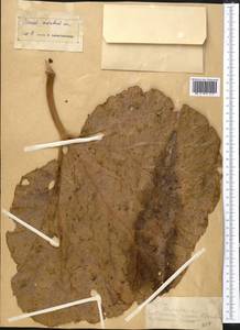 Rheum cordatum Losinsk., Middle Asia, Western Tian Shan & Karatau (M3) (Kazakhstan)