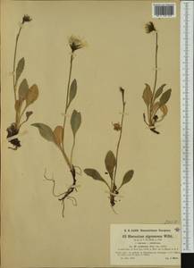 Hieracium nigrescens subsp. cochleare (Huter) Zahn, Western Europe (EUR) (Austria)
