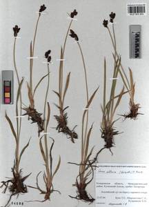 KUZ 003 203, Carex orbicularis Boott, Siberia, Altai & Sayany Mountains (S2) (Russia)