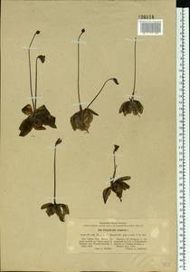Pinguicula vulgaris L., Eastern Europe, North-Western region (E2) (Russia)
