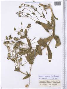 Gypsophila vaccaria (L.) Sm., Middle Asia, Pamir & Pamiro-Alai (M2) (Tajikistan)