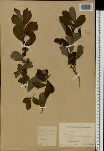 Salix aurita L., Eastern Europe, North-Western region (E2) (Russia)