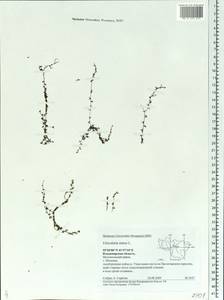 Utricularia minor L., Eastern Europe, Central region (E4) (Russia)