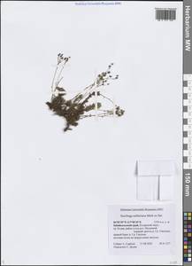 Saxifraga stelleriana Merklein ex Ser., Siberia, Baikal & Transbaikal region (S4) (Russia)