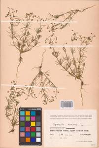 Spergula arvensis L., Eastern Europe, Western region (E3) (Russia)