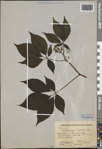 Eleutherococcus senticosus (Rupr. & Maxim.) Maxim., Siberia, Russian Far East (S6) (Russia)