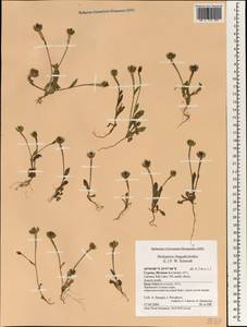 Hedypnois rhagadioloides (L.) F. W. Schmidt, South Asia, South Asia (Asia outside ex-Soviet states and Mongolia) (ASIA) (Cyprus)