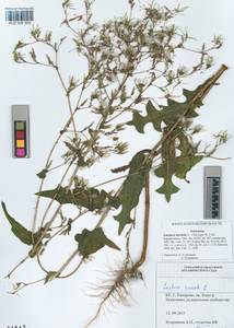 Lactuca serriola L., Siberia, Altai & Sayany Mountains (S2) (Russia)