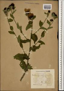 Centaurea phrygia subsp. salicifolia (M. Bieb. ex Willd.) Mikheev, Caucasus, Azerbaijan (K6) (Azerbaijan)